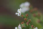 Salt heliotrope